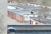 Гуляющая по крышам гаражей корова озадачила россиян