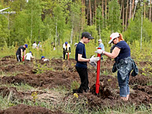 В Тольятти продолжают восстанавливать лес