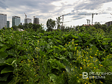 В Татарстане начнут штрафовать за некошеные участки и усилят борьбу с борщевиком