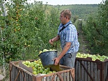 В Севастополе началась уборка яблок