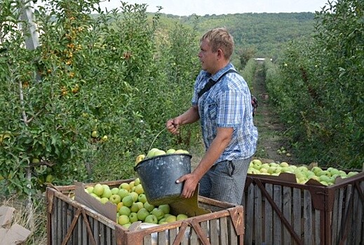 В Севастополе началась уборка яблок