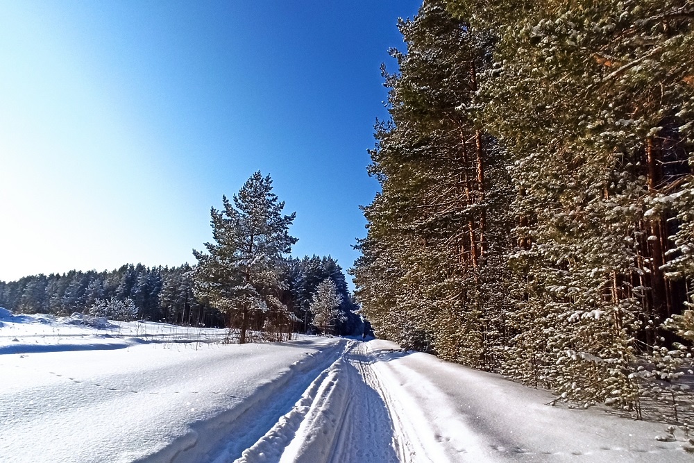Зеленое поле тайги: в Поморье десять лет шло дело о лесе, вырубленном на пашне