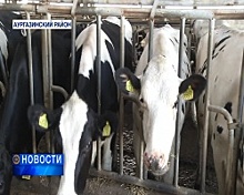 Башкирское молоко от голландских коров получают в Аургазинском районе