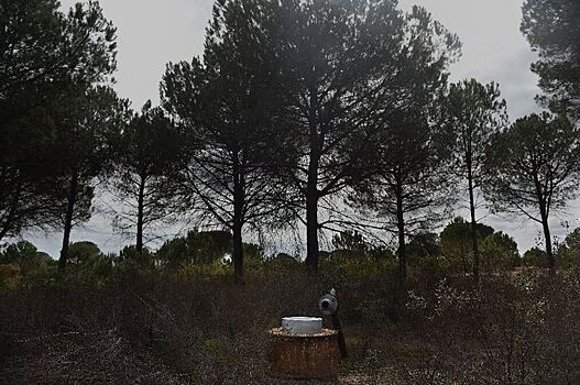 Садоводам Испании приходиться воровать воду для своей клубники