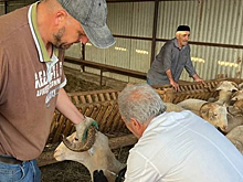 Власти Ингушетии увеличат зарплаты ветеринарам