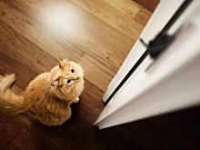 Почему кошки просят открыть дверь, но не заходят