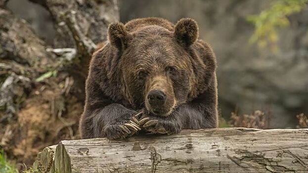 Поиски древнего медведя помогли ученым разгадать тайну коренного населения Аляски