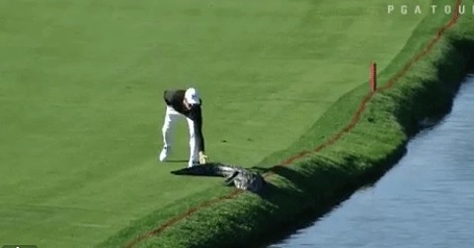 Американский гольфист прогнал аллигатора с поля во время турнира