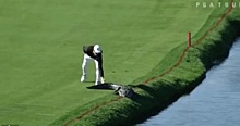 Американский гольфист прогнал аллигатора с поля во время турнира