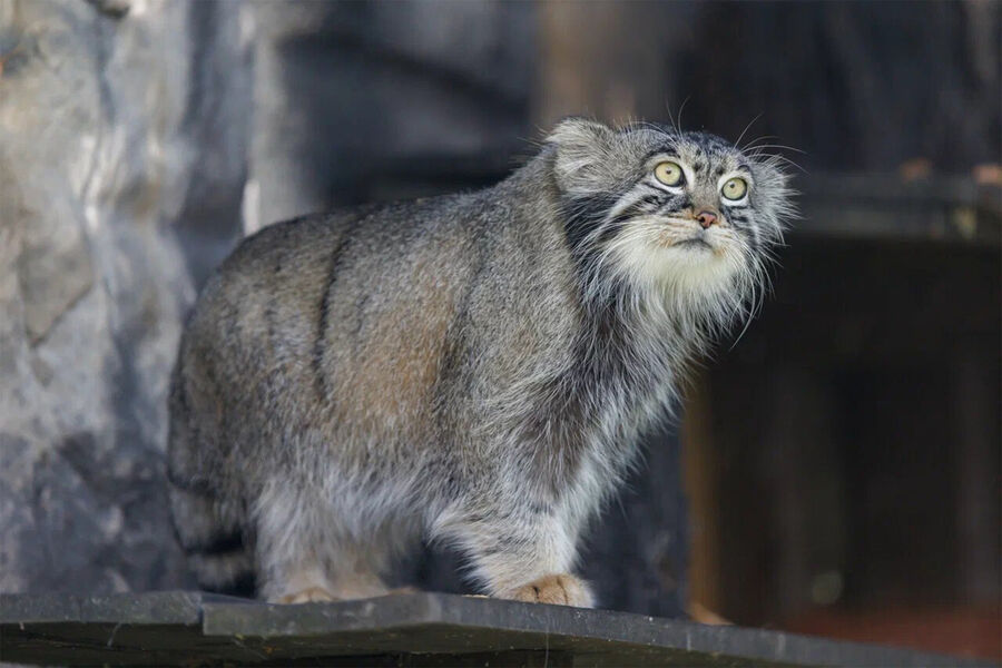 Манул Тимофей стал самым обсуждаемым котом в СМИ