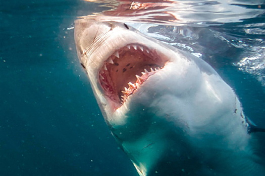 Акула напала на нарушителей режима самоизоляции