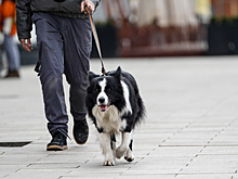 Банк ЗЕНИТ: россияне в 4 раза чаще стали страховать домашних питомцев
