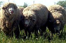 Тонкости «Востока». В Степновском районе сохраняют уникальную породу овец
