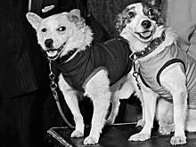 Год 65-летия полета Юрия Гагарина: Кто прокладывал человеку дорогу в космос