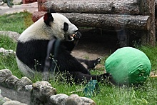 Панды из Московского зоопарка отметили день рождения