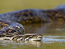 Анаконда лишила овцы бразильского фермера