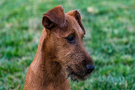 В российском аэропорту появился новый сотрудник — это щенок