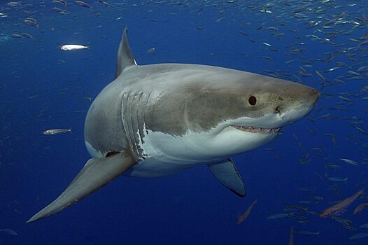 Посол РФ в Египте Борисенко: рекомендации позволят не встретиться с акулой в Красном море