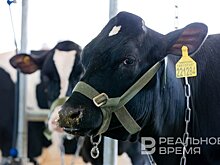 Татарстан нарастит поддержку малых хозяйств для увеличения производства сельхозпродукции