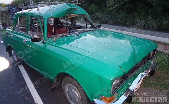 В Курской области автомобилист насмерть сбил лося