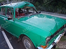 В Курской области автомобилист насмерть сбил лося