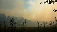 Сгоревшие леса в Сибири так просто не восстановить — глава программ «Гринпис» в России