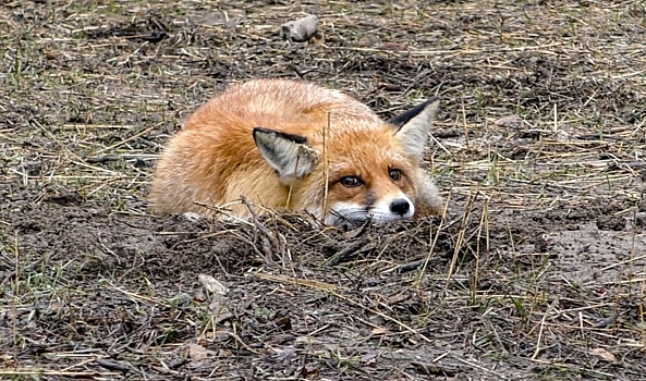 Морозы вынудили отменить уличные мероприятия в Волгограде