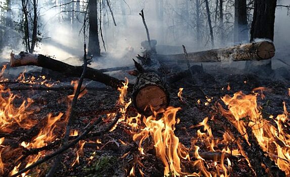 В Красноярском крае потушили лесной пожар