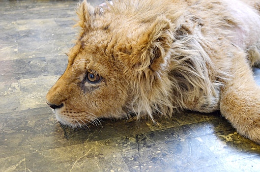 Спасенный челябинским ветеринаром львенок Симба идет на поправку
