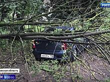 Штормовое предупреждение или ложная тревога: как москвичи справляются с непогодой