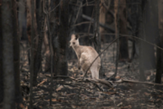 Австралию охватили засуха, пожары и наводнения