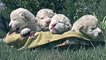Белее белого: четыре редких львёнка родились в крымском сафари-парке