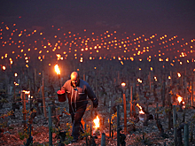 Французского вина будет меньше