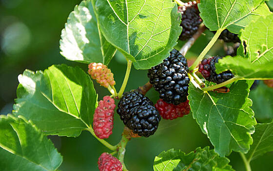 Шелковица, она же тутовое дерево