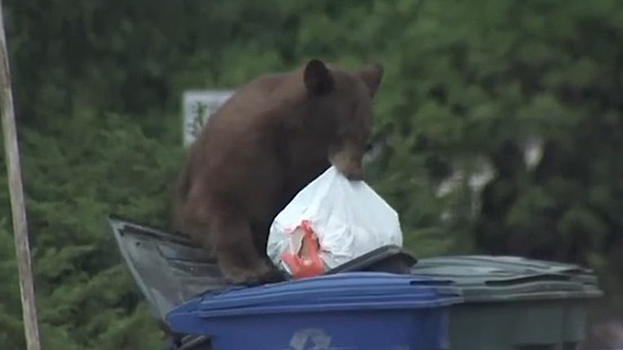 Крадущий мусор медведь попал в прямой эфир американского телеканала