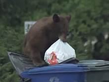 Крадущий мусор медведь попал в прямой эфир американского телеканала