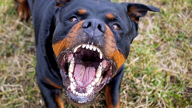 На стадионе «Волга» бродят ротвейлеры без намордников