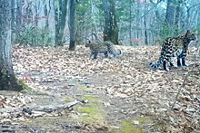 В заповеднике Приморья туристы обнаружили нового котенка леопарда