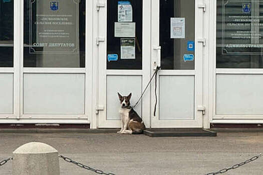В Ленобласти ищут женщину, бросившую щенка у здания сельской администрации