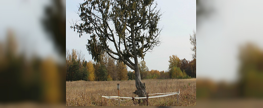 Можжевельник из Удмуртии попал в реестр «Удивительных деревьев России»