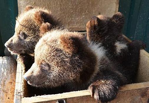 Трёх медвежат привезли в Челябинск