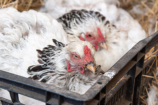 Трепещите, птицефермы: защитники животных требуют освободить кур
