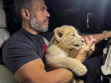 Найден ещё один блогер, который держит дома маленького львёнка: тревожные кадры