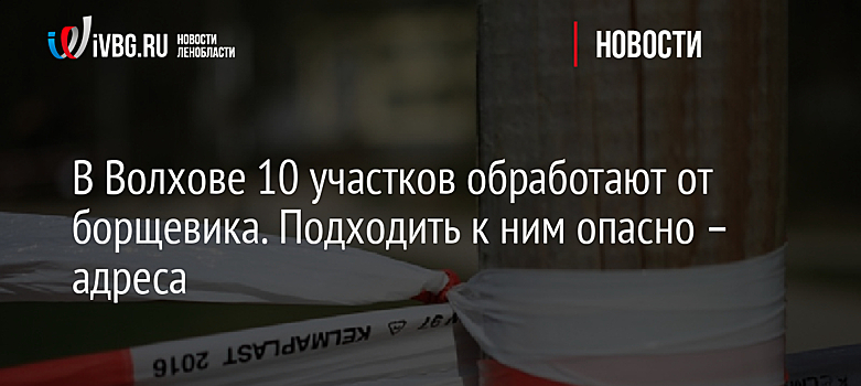 В Волхове 10 участков обработают от борщевика. Подходить к ним опасно – адреса