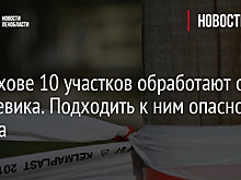 В Волхове 10 участков обработают от борщевика. Подходить к ним опасно – адреса
