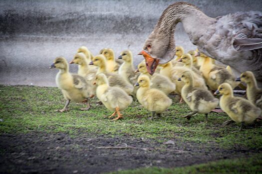 Курянка потребовала компенсацию морального вреда за птиц, которых загрызли бродячие собаки