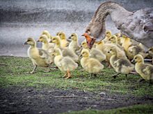 Курянка потребовала компенсацию морального вреда за птиц, которых загрызли бродячие собаки