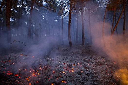 Власти признали, что лесные пожары в Сибири были инструментом по сокрытию хищения леса