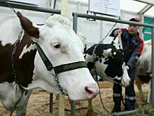 Производители удобрений перевыполнили план
