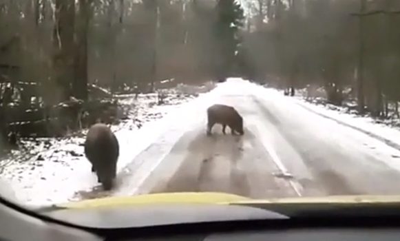 В Москве нашли кабанов